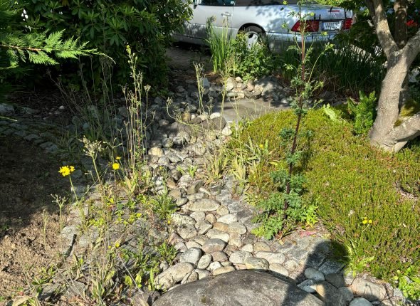 Gartenarbeit-Gartenpflege-Gartenaufbereitung-vorher