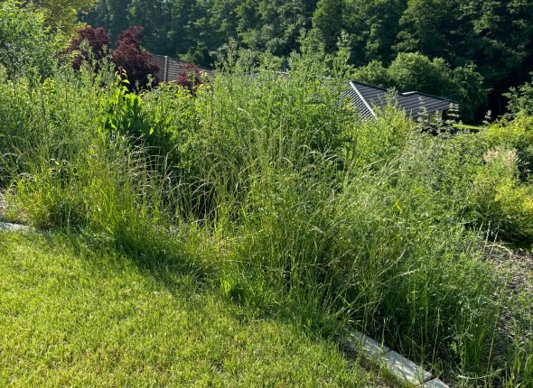 Gartenarbeit-Gartenpflege-Rasenmähen-Gartenaufbereitung-vorher