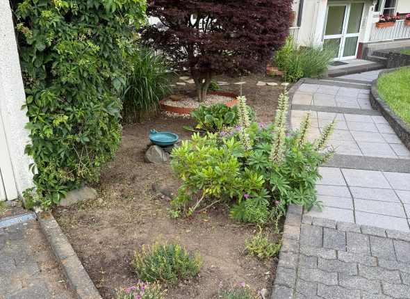 Bild Unkraut Entfernung vorher