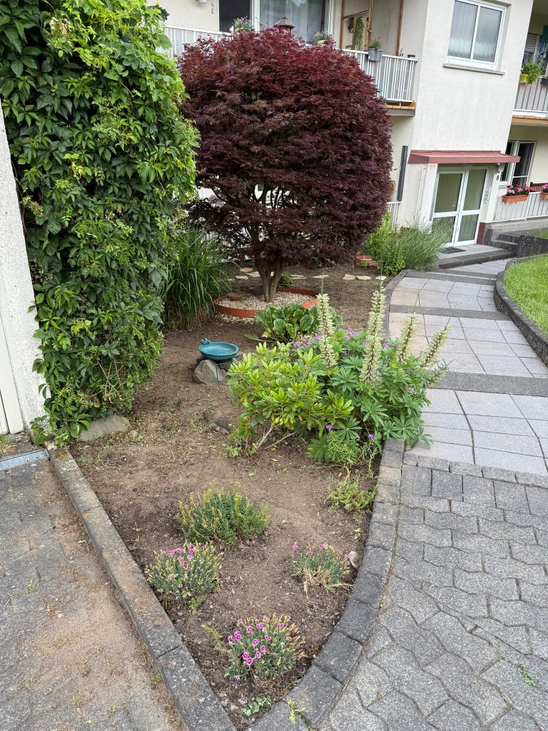 Bild Unkraut Entfernung vorher