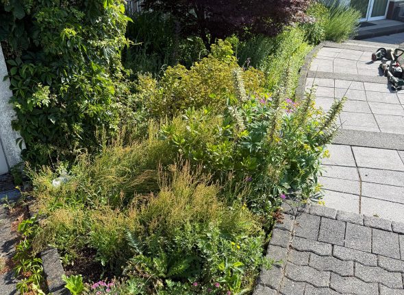 Bild Unkraut Entfernung vorher