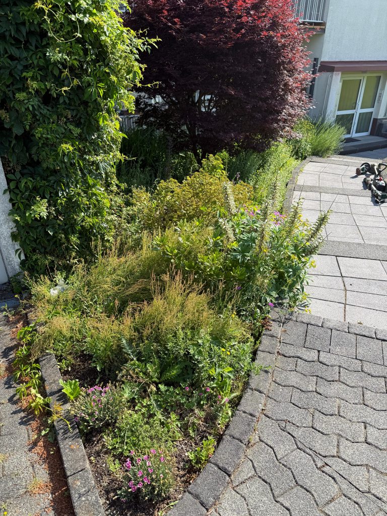 Bild Unkraut Entfernung vorher